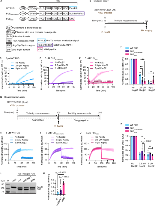 Engineered NLS-chimera downregulates expression of aggregation-prone endogenous FUS