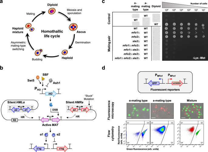 Tunable cell differentiation via reprogrammed mating-type switching ...
