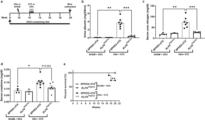 Podocyte-specific klf6 primes proximal tubule camk1d signaling to attenuate diabetic kidney disease