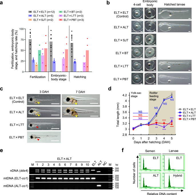 Bluefin tuna sperm production is hastened by surrogacy in small euthynnus