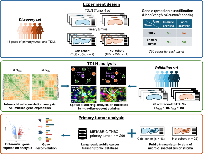 Tumor draining lymph nodes connected to cold triple-negative breast cancers are characterized by th2-associated microenvironment