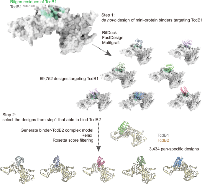 De novo design of mini-protein binders broadly neutralizing 