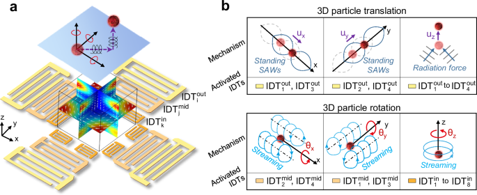 Joint subarray acoustic tweezers enable controllable cell translation, rotation, and deformation
