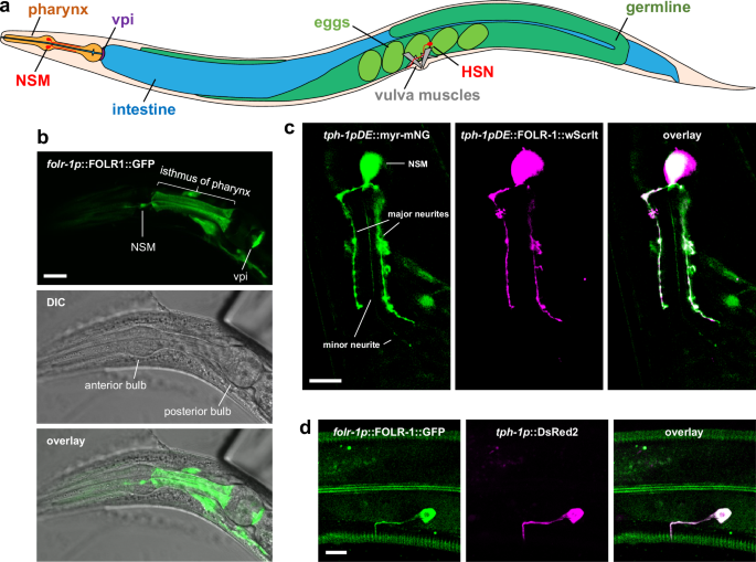 A specific folate activates serotonergic neurons to control C. elegans ...