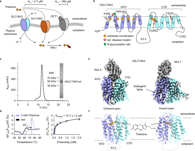 Structural basis of thiamine transport and drug recognition by slc19a3