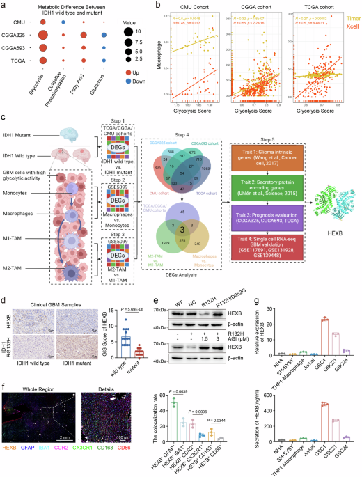 Hexosaminidase b-driven cancer cell-macrophage co-dependency promotes glycolysis addiction and tumorigenesis in glioblastoma