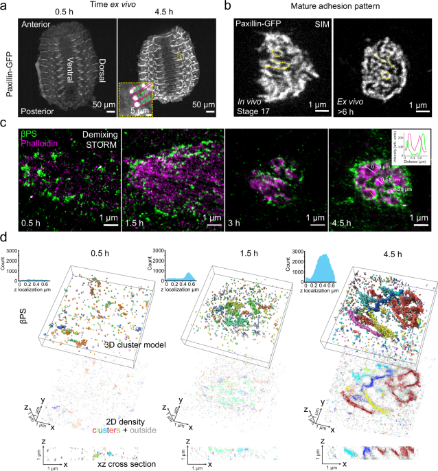 Actin-driven nanotopography promotes stable integrin adhesion formation in developing tissue