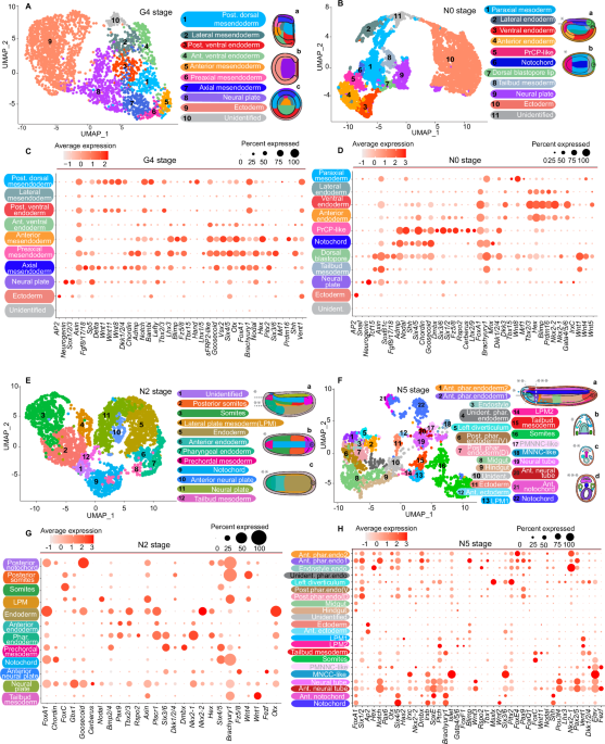 Cell type and regulatory analysis in amphioxus illuminates evolutionary origin of the vertebrate head