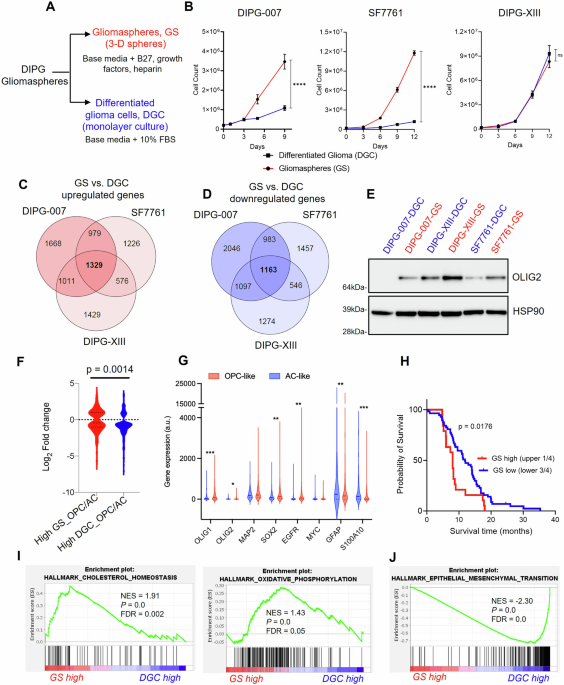 Therapeutic targeting of differentiation-state dependent metabolic vulnerabilities in diffuse midline glioma