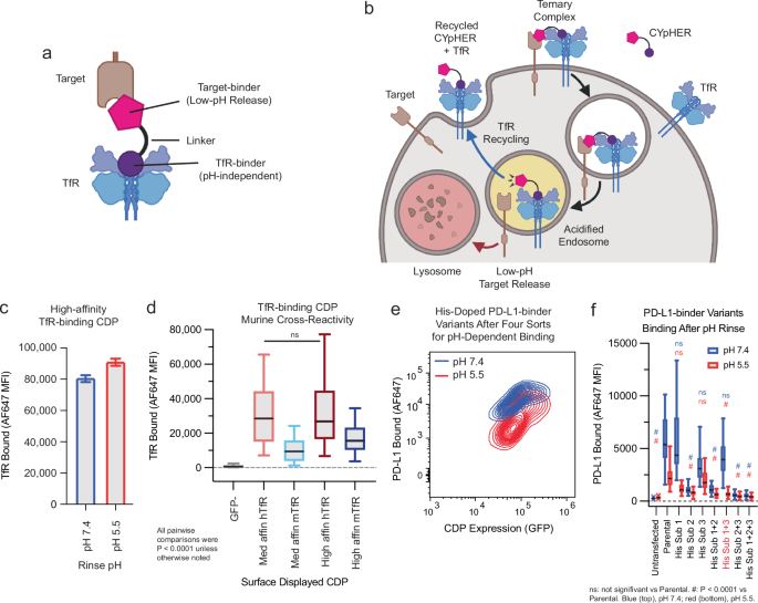 Cypher: catalytic extracellular targeted protein degradation with high potency and durable effect