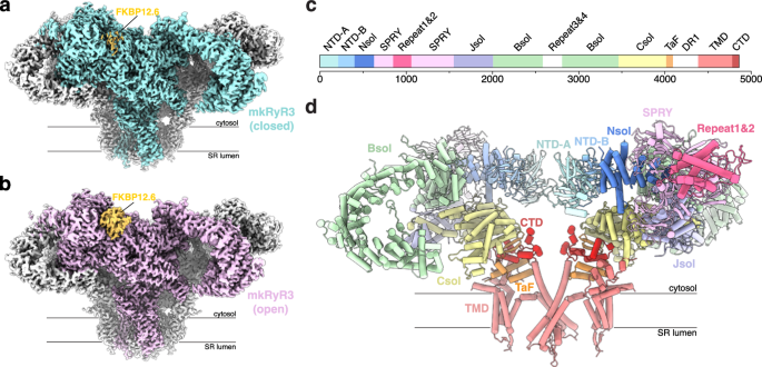 Cryo-em investigation of ryanodine receptor type 3