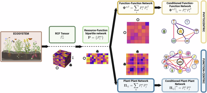 On the structure of species-function participation in multilayer 