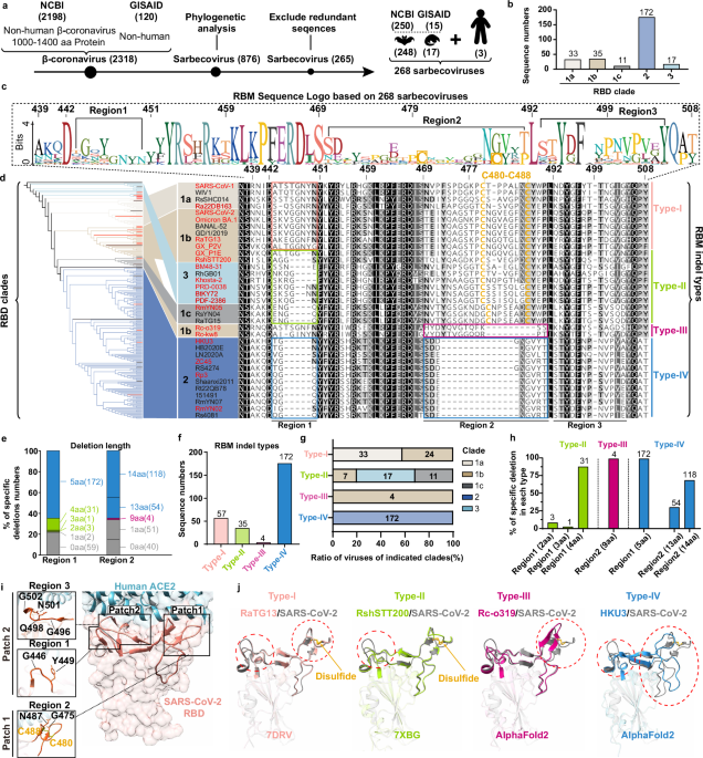 Sarbecovirus rbd indels and specific residues dictating multi-species ace2 adaptiveness