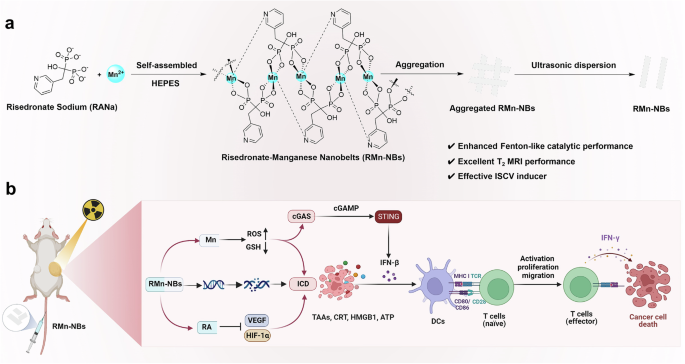 Two-dimensional coordination risedronate-manganese nanobelts as adjuvant for cancer radiotherapy and immunotherapy
