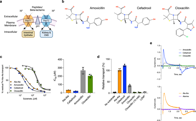 Structural basis for antibiotic transport and inhibition in PepT2 | Nature Communications