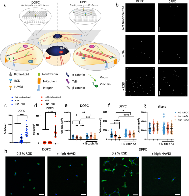 N-cadherin crosstalk with integrin weakens the molecular clutch in response to surface viscosity