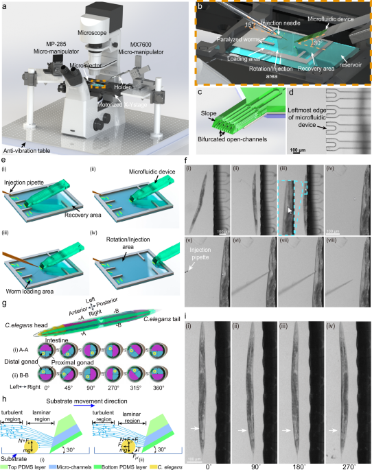 Robotic microinjection enables large-scale transgenic studies of ...