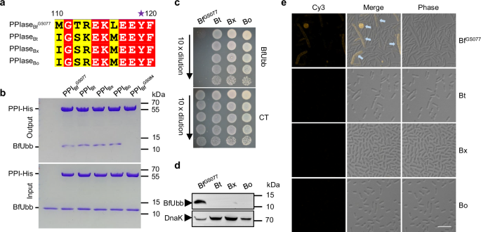 A highly conserved suscd transporter determines the import and species-specific antagonism of bacteroides ubiquitin homologues