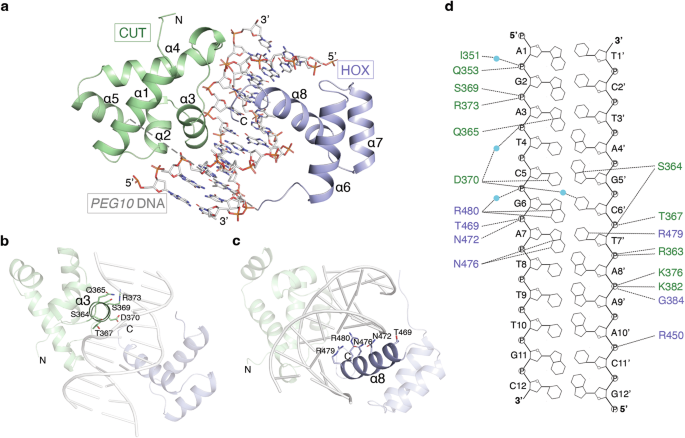 The homeodomain regulates stable dna binding of prostate cancer target onecut2