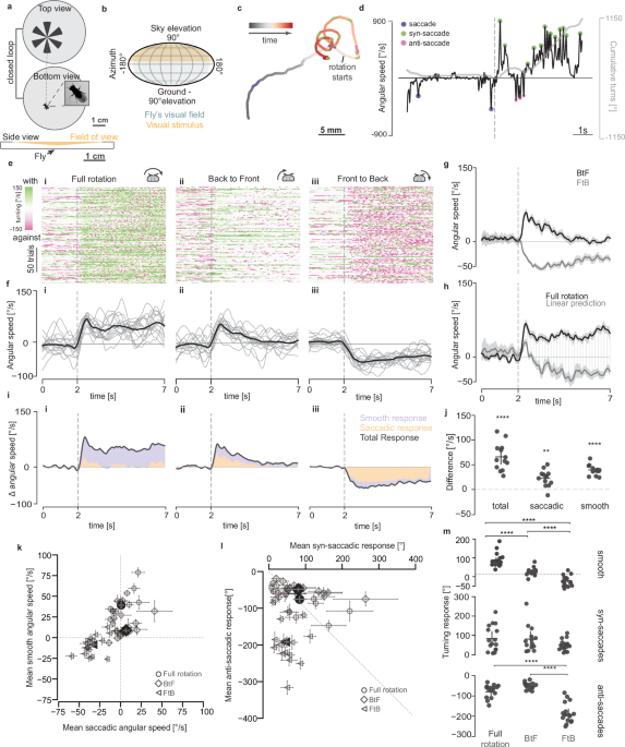 Bilateral interactions of optic-flow sensitive neurons coordinate course control in flies