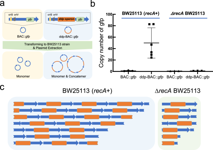 Evolutionary engineering of methylotrophic E. coli enables fast growth ...