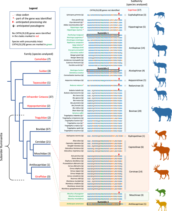 Rumicidins are a family of mammalian host-defense peptides plugging the 70s ribosome exit tunnel
