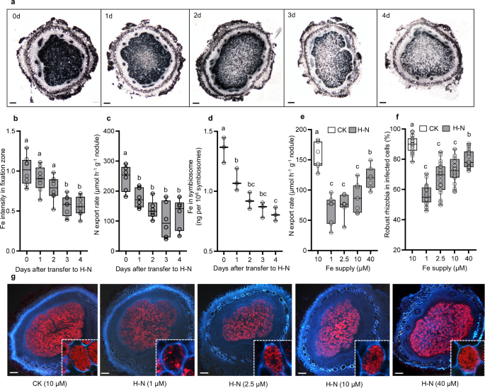 Inorganic nitrogen inhibits symbiotic nitrogen fixation through blocking nramp2-mediated iron delivery in soybean nodules