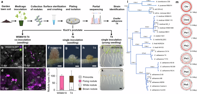 Atypical rhizobia trigger nodulation and pathogenesis on the same legume hosts