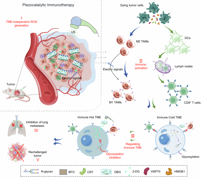 Ultrasound-triggered and glycosylation inhibition-enhanced tumor piezocatalytic immunotherapy