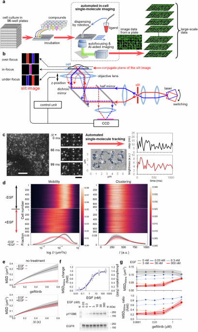 Single molecule tracking based drug screening