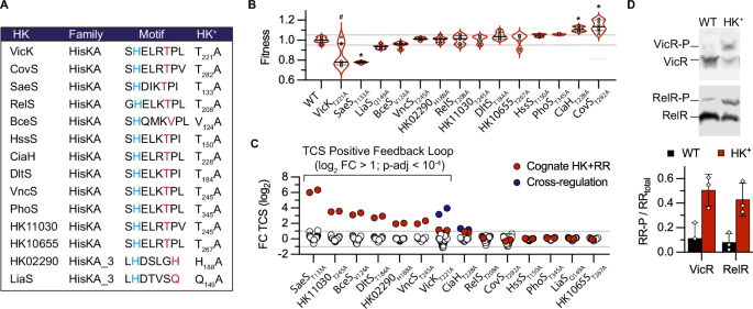 Constitutive activation of two-component systems reveals regulatory network interactions in streptococcus agalactiae