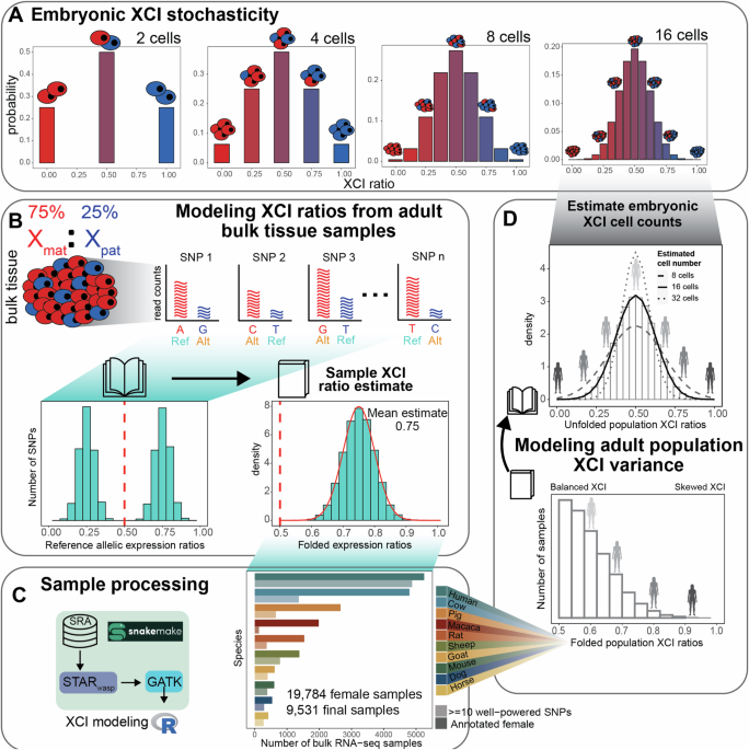 Population variability in x-chromosome inactivation across 10 mammalian species