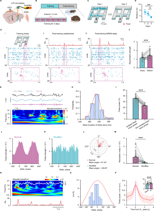 Isolated theta waves originating from the midline thalamus trigger memory reactivation during nrem sleep in mice