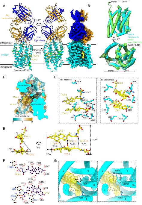 Structural Basis For Hepatitis B Virus Restriction By A Viral Receptor ...