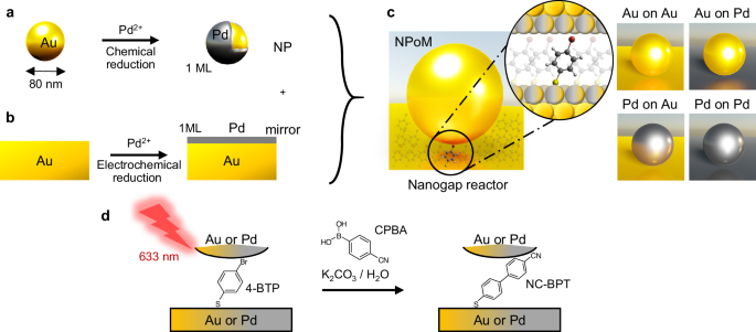 Design rules for catalysis in single-particle plasmonic nanogap reactors with precisely aligned molecular monolayers