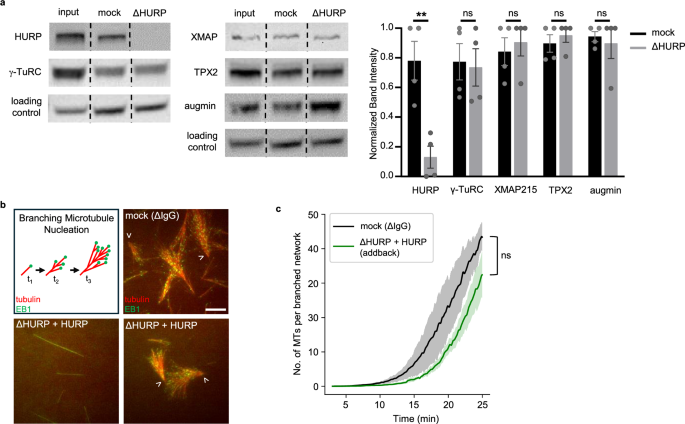 Horp Unit HURP facilitates spindle assembly by stabilizing microtubules and ...