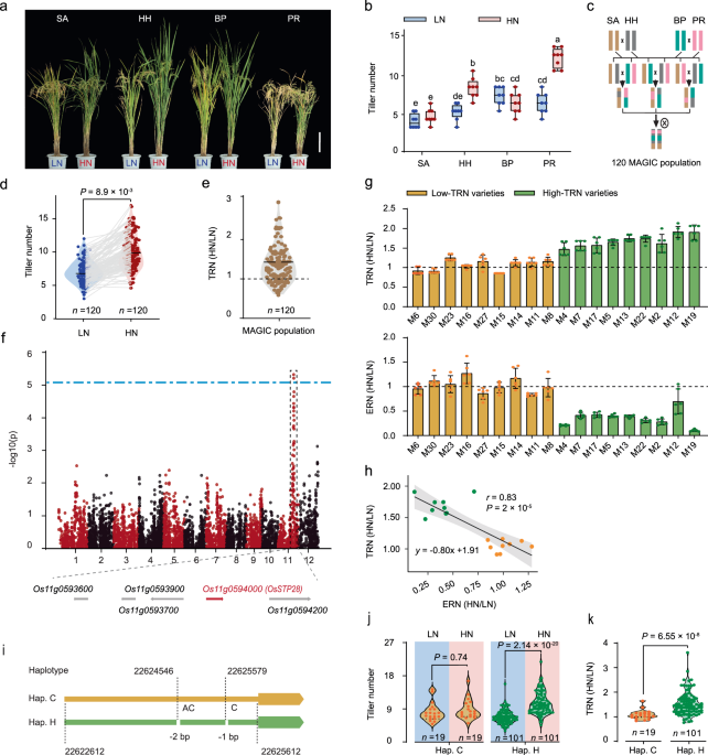 Sugar transporter modulates nitrogen-determined tillering and yield formation in rice