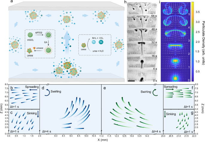 Collective buoyancy-driven dynamics in swarming enzymatic nanomotors