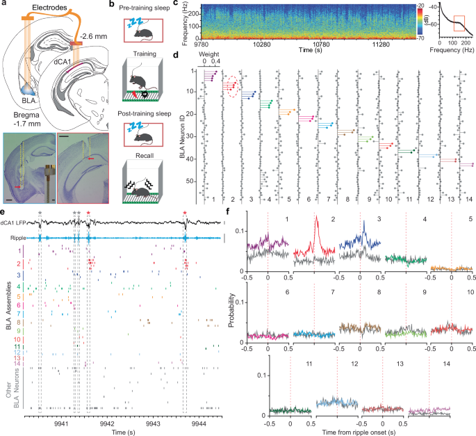Emerging many-to-one weighted mapping in hippocampus-amygdala network underlies memory formation