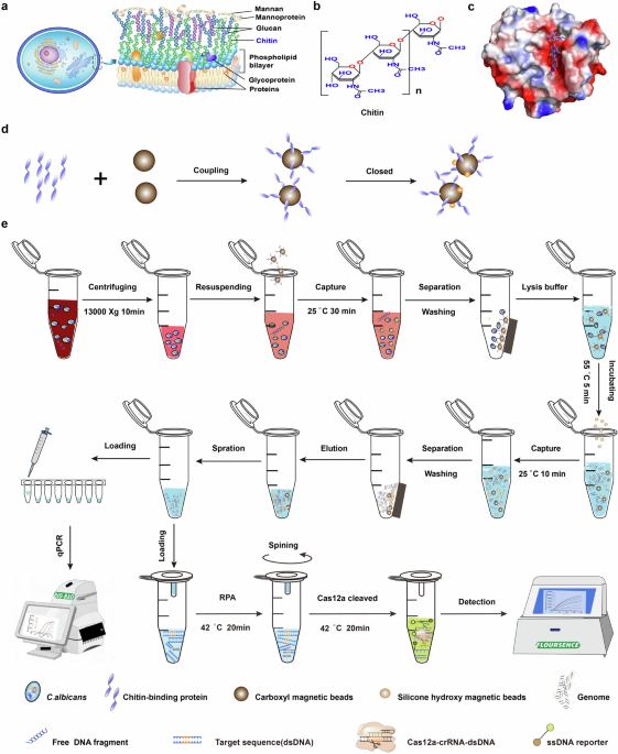 Affinity molecular assay for detecting candida albicans using chitin affinity and rpa-crispr/cas12a