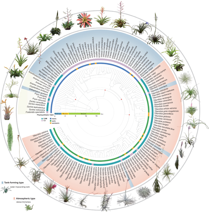 Tracing the evolutionary and genetic footprints of atmospheric 