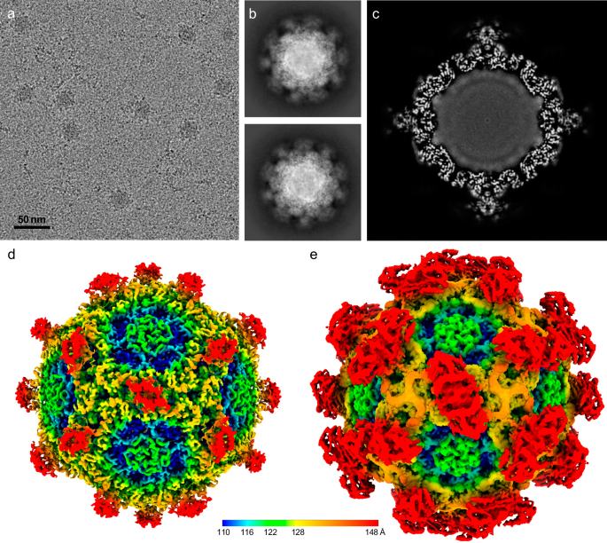Infectious parvovirus B19 circulates in the blood coated with 