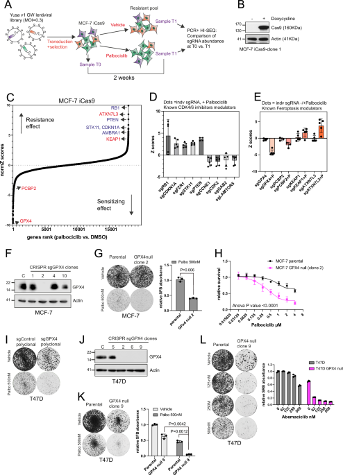 Inhibition of GPX4 enhances CDK4/6 inhibitor and endocrine therapy activity in breast cancer