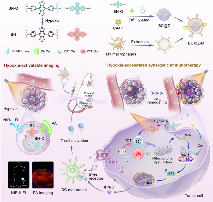 A hypoxia-activated and microenvironment-remodeling ...