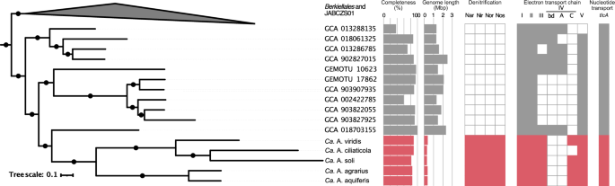 Genetic potential for aerobic respiration and denitrification in 