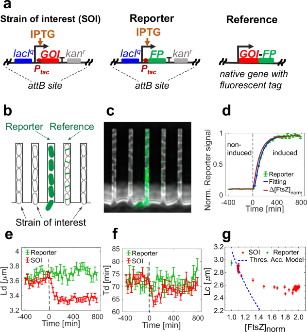 determining-the-rate-limiting-processes-for-cell-division-in-escherichia-coli-nature-communications