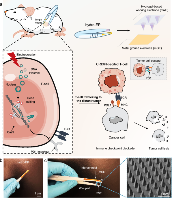 In vivo gene editing of T-cells in lymph nodes for enhanced cancer ...