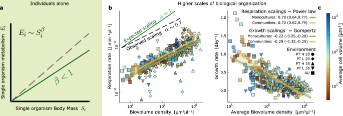 Biomass competition connects individual and community scaling patterns ...
