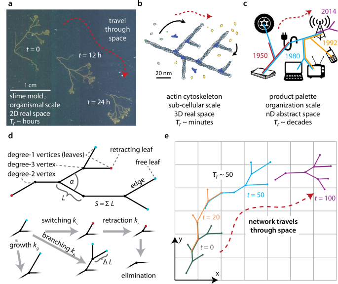 Structure, motion, and multiscale search of traveling networks Structure, motion, and multiscale search of traveling networks