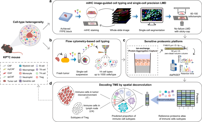 Multimodal single cell-resolved spatial proteomics reveal pancreatic ...